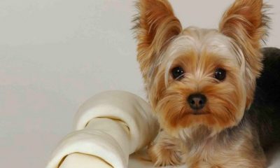 yorkshire-terrier_6-750×430