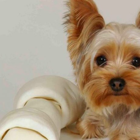 yorkshire-terrier_6-750×430